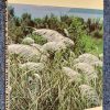 Grasses & Sedges of Hong Kong