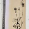 The Weed Flora of Egypt