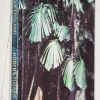 Palms of Subequatorial Queensland