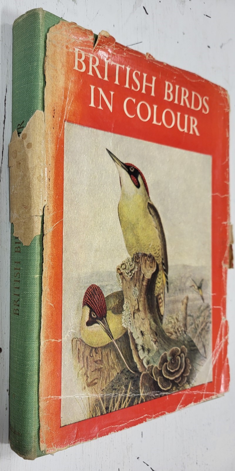 British Birds in Colour