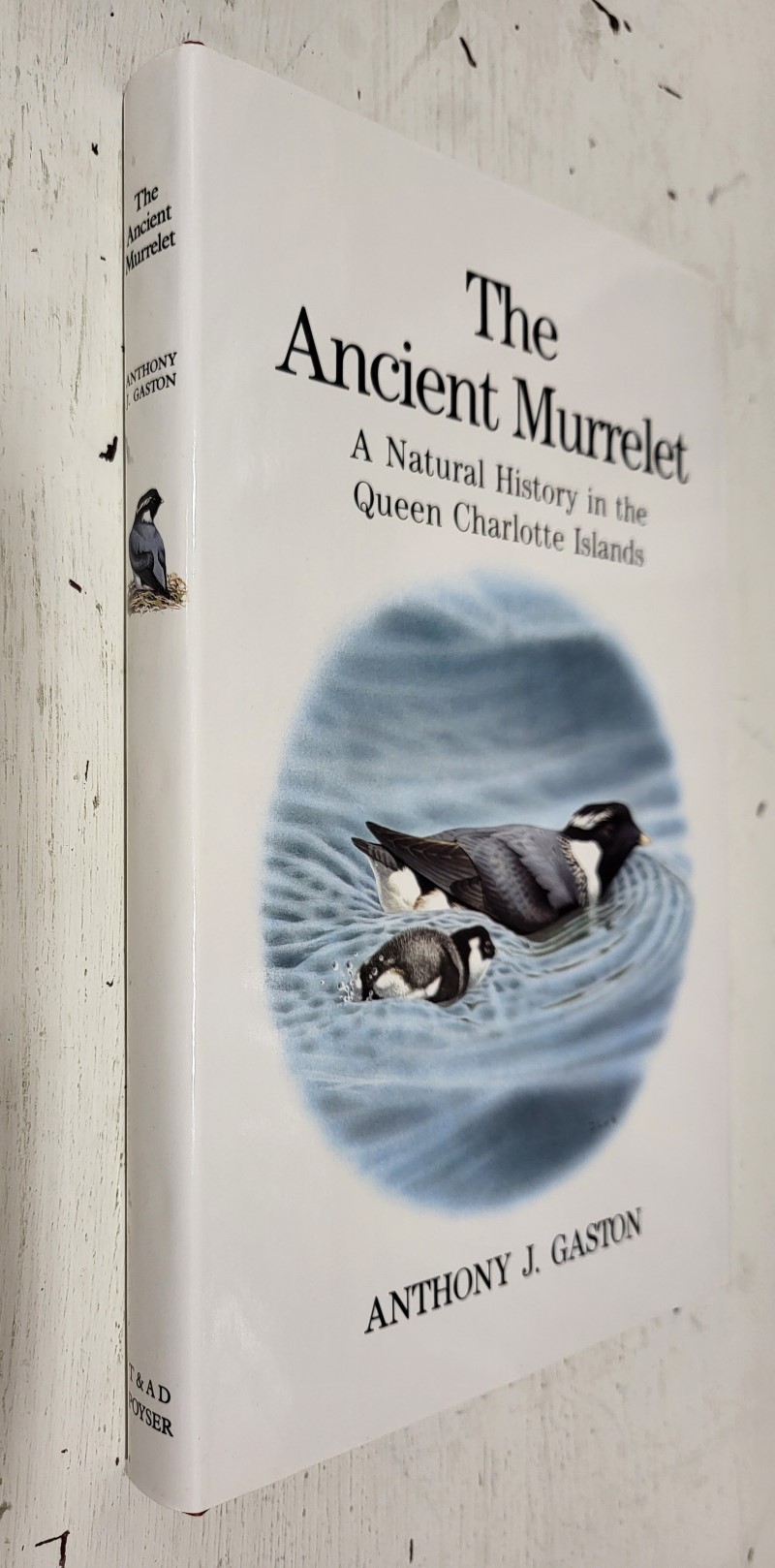 The Ancient Murrelet