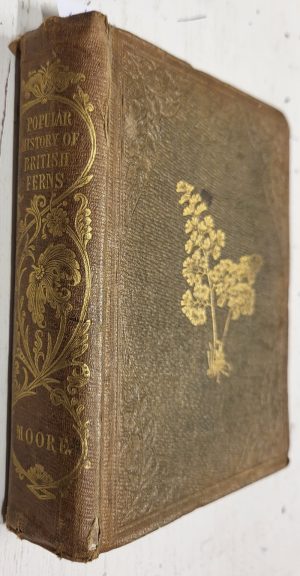 A Popular History of British Ferns