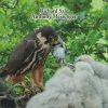 The front cover of The Eurasian Hobby