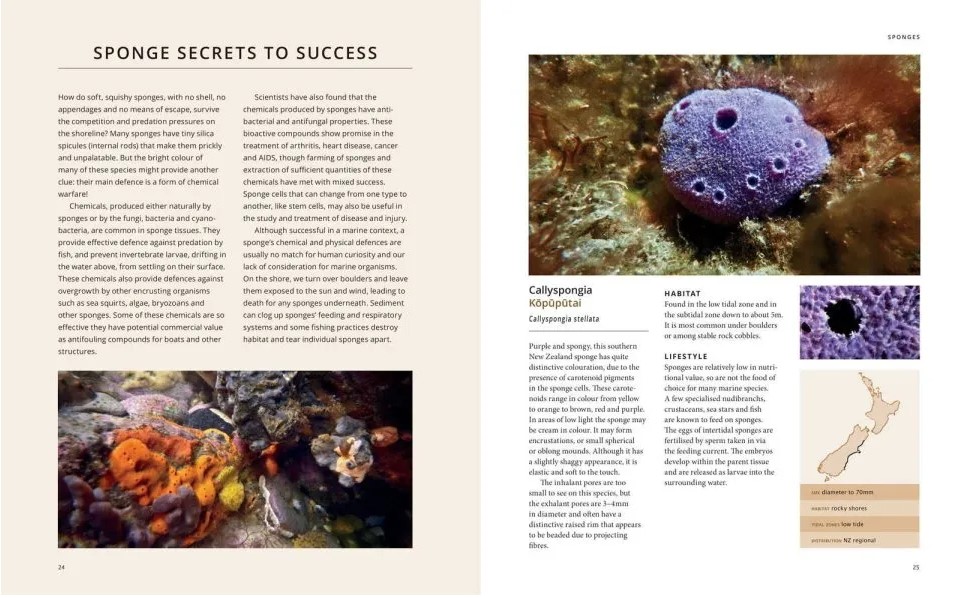 The New Zealand Seashore Guide - Image 2