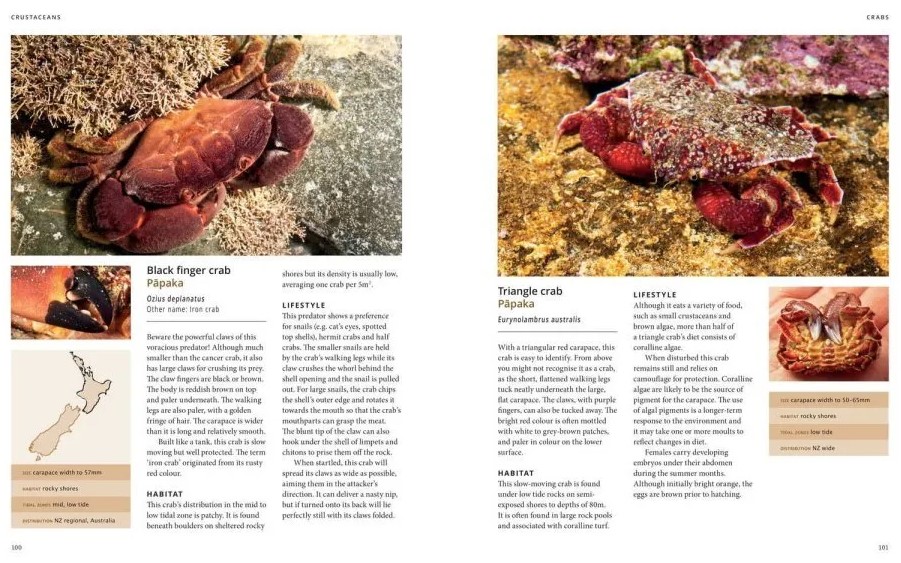 The New Zealand Seashore Guide - Image 3