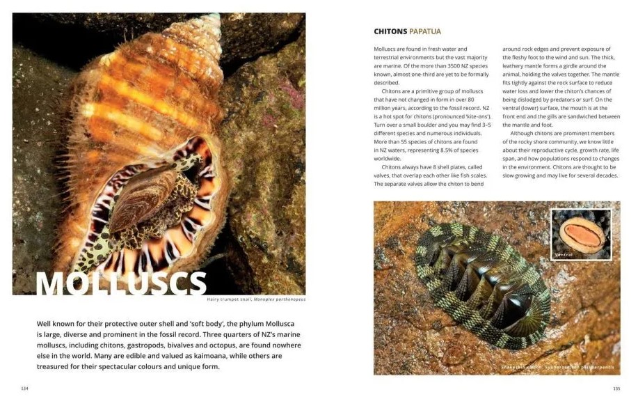 The New Zealand Seashore Guide - Image 4