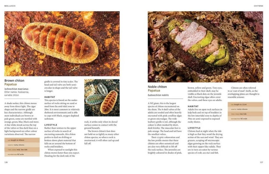 The New Zealand Seashore Guide - Image 5