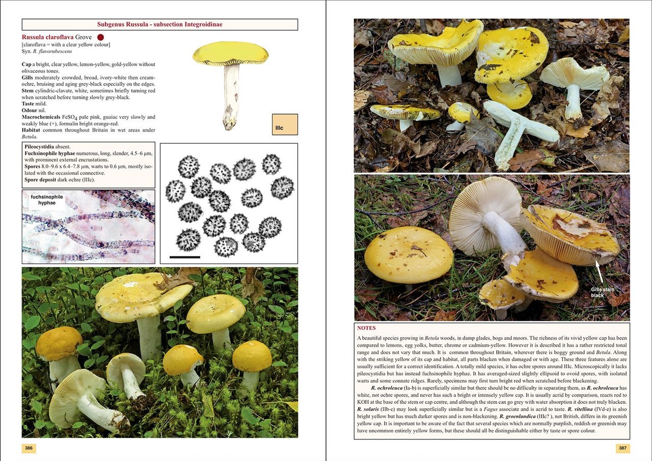The Genus Russula in Great Britain - Image 2