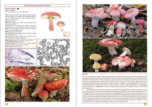 The Genus Russula in Great Britain - Image 3
