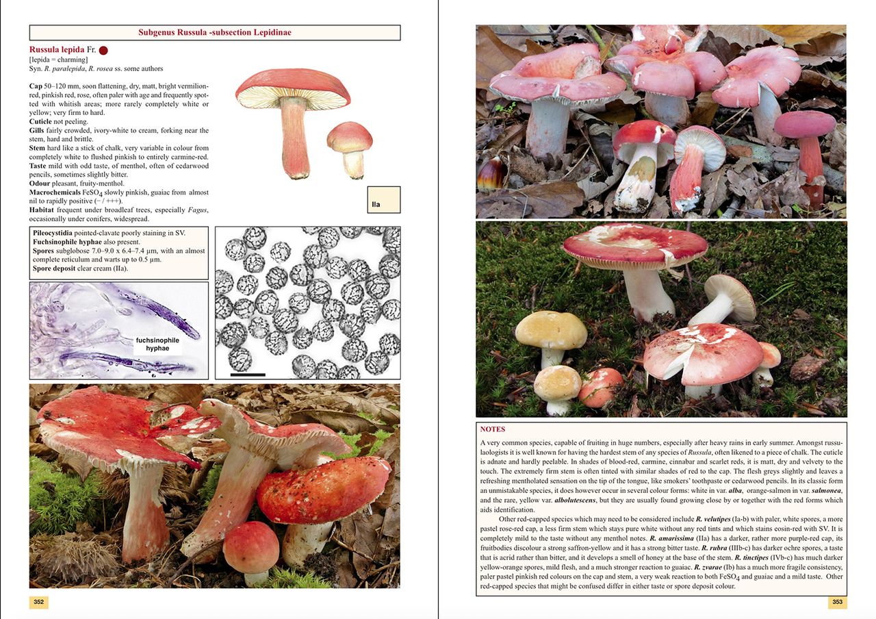 The Genus Russula in Great Britain - Image 3