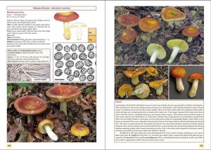 The Genus Russula in Great Britain - Image 4