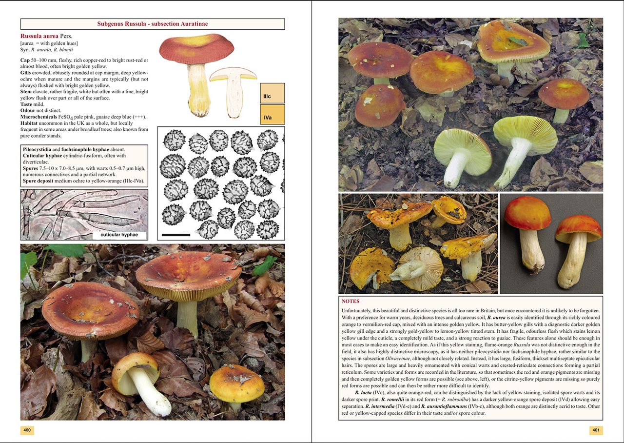 The Genus Russula in Great Britain - Image 4