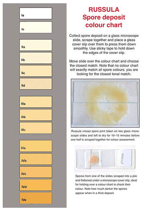 Genus Russula spore deposit colour chart