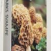 Danmarks Svampe [Danish Mushrooms]