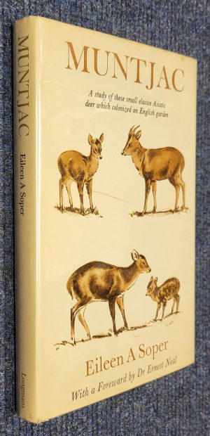 Muntjac