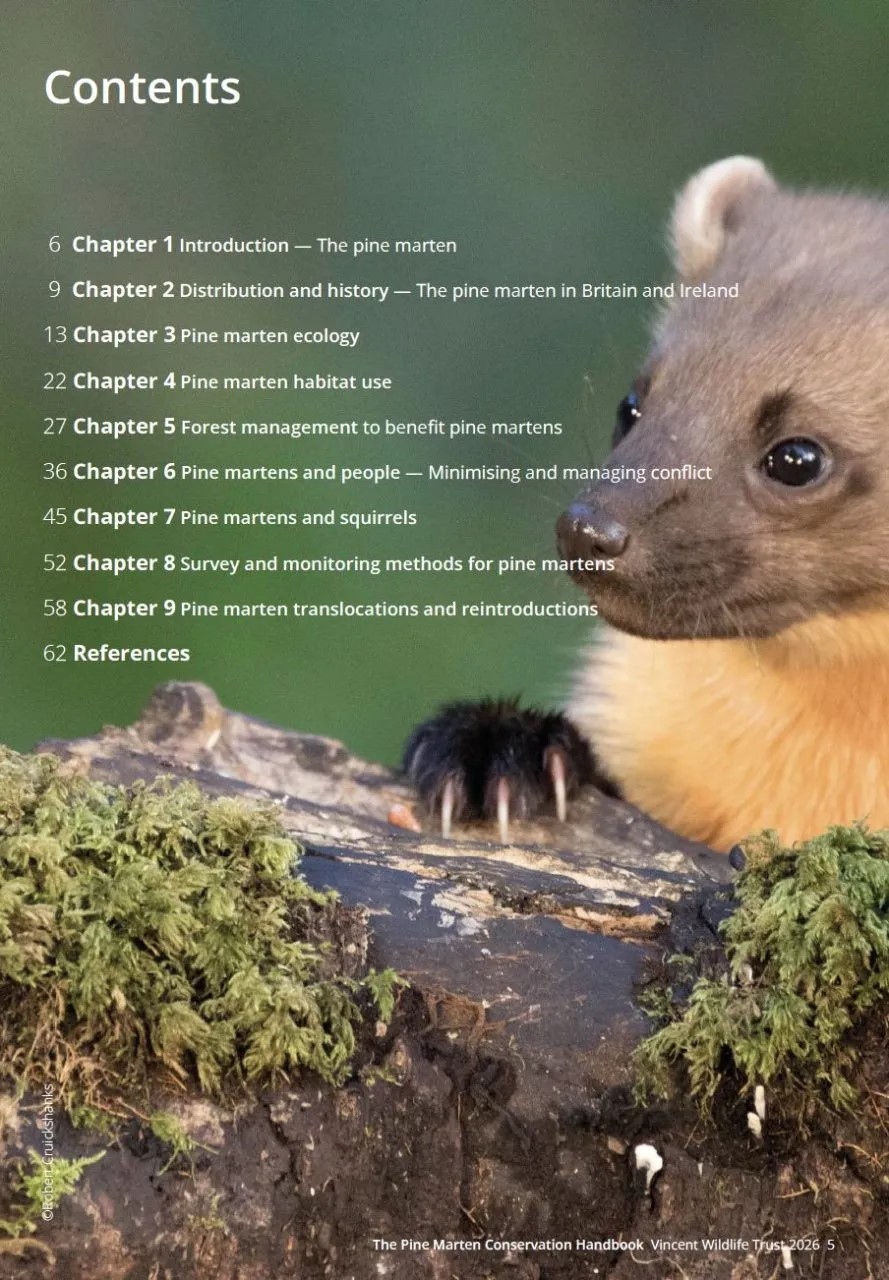 The Pine Marten Conservation Handbook - Image 2