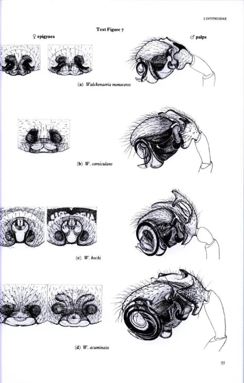 Spiders of Great Britain and Ireland - 2 Volume Compact Edition - Image 2