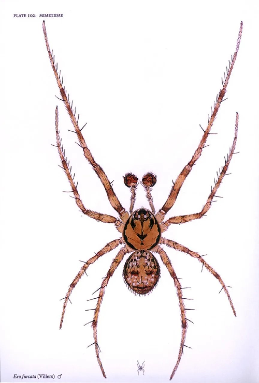 Spiders of Great Britain and Ireland - 2 Volume Compact Edition - Image 3
