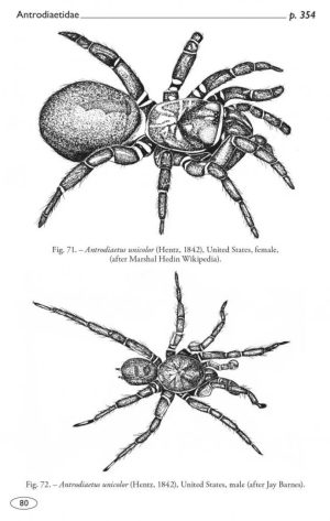 Tarantulas of the World, Volume 2: Other Families - Image 6