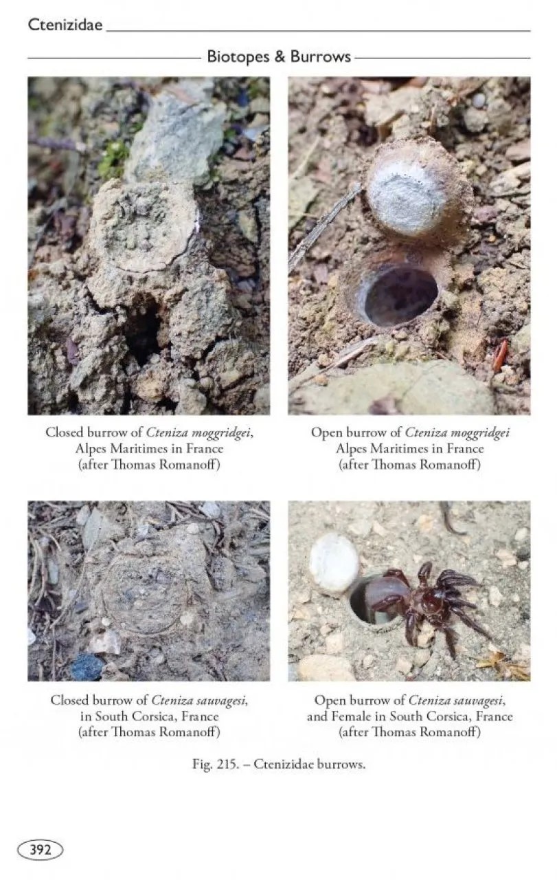Tarantulas of the World, Volume 2: Other Families - Image 3