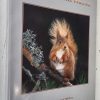 The Red Squirrel: Redressing the wrong