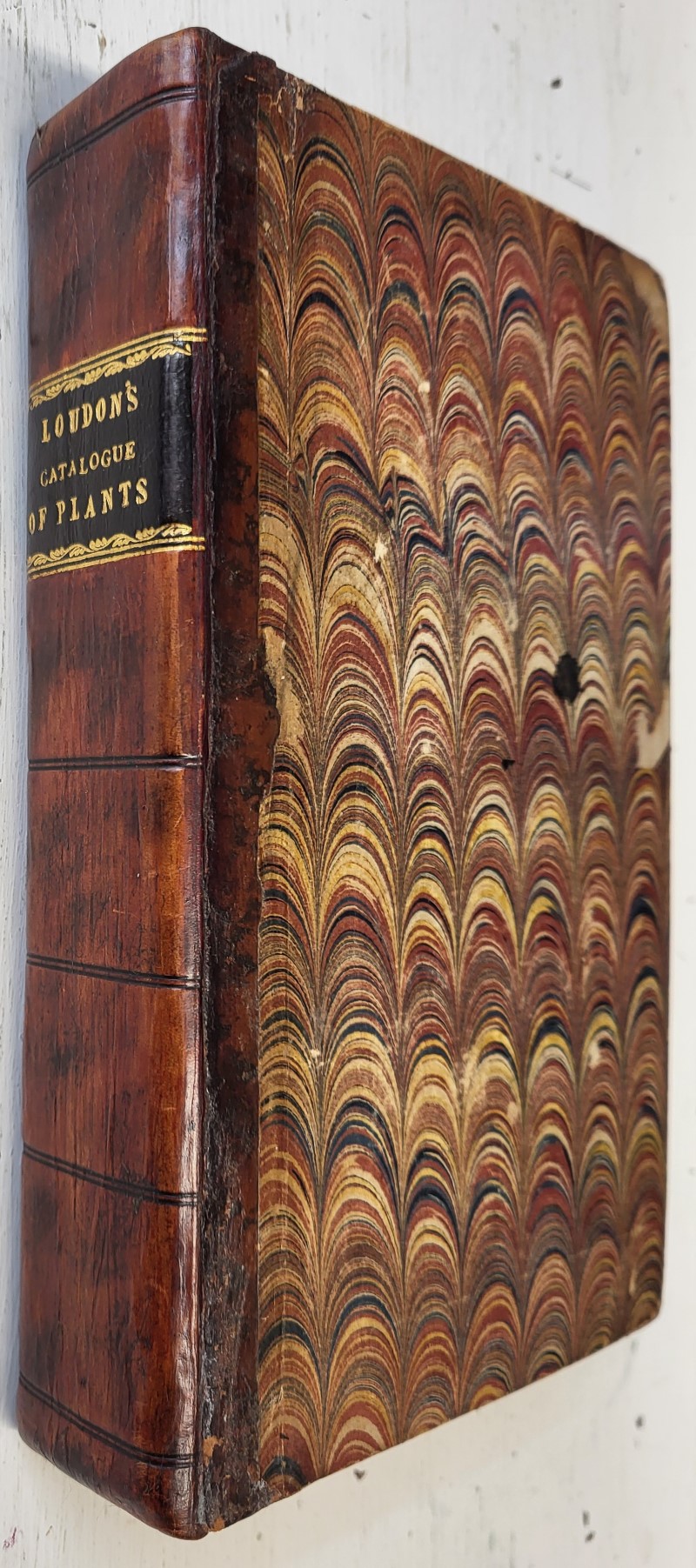 Loudon's Hortus Britannicus: A Catalogue of all the plants
