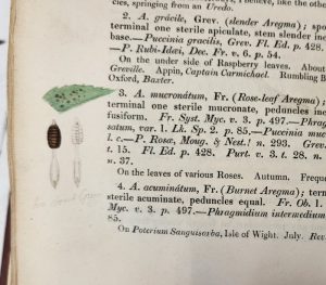 Fungi [Vol. V, Part II of Smith's English Flora  & Vol. II of Dr. Hooker's British Flora] - Image 6