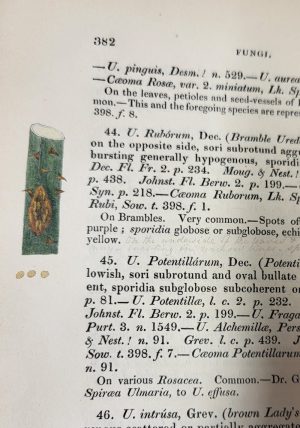 Fungi [Vol. V, Part II of Smith's English Flora  & Vol. II of Dr. Hooker's British Flora] - Image 7