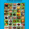 Front cover of The Pocket Guide to Ladybirds