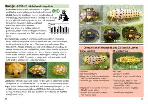The Pocket Guide to Ladybirds in Britain and Ireland - Image 3
