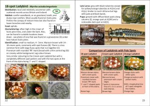 The Pocket Guide to Ladybirds in Britain and Ireland - Image 4