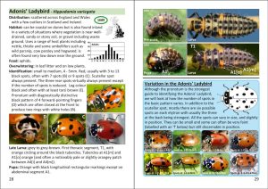 The Pocket Guide to Ladybirds in Britain and Ireland - Image 5