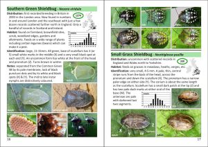 The Pocket Guide to Shieldbugs in Britain and Ireland - Image 3