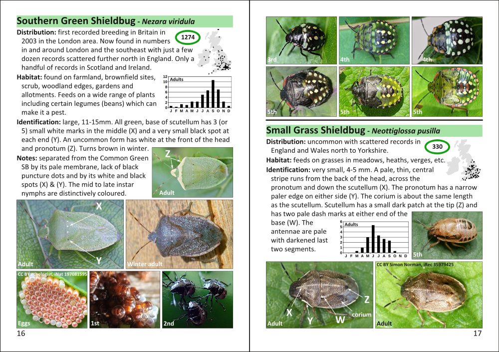 The Pocket Guide to Shieldbugs in Britain and Ireland - Image 3