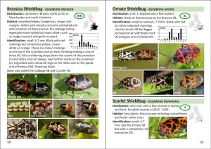 The Pocket Guide to Shieldbugs in Britain and Ireland - Image 4