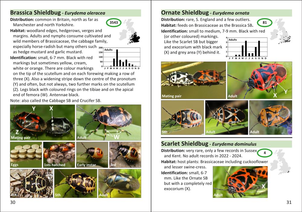 The Pocket Guide to Shieldbugs in Britain and Ireland - Image 4