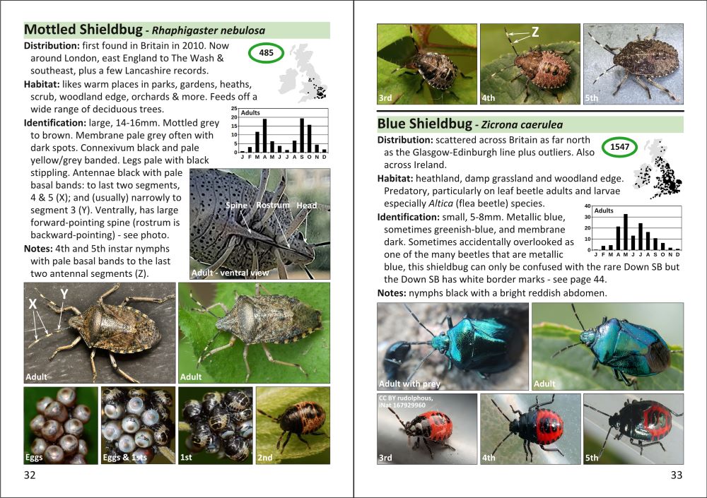 The Pocket Guide to Shieldbugs in Britain and Ireland - Image 5