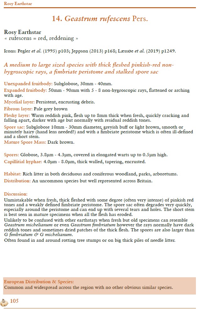 British Earthstars - Image 7
