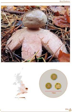 British Earthstars - Image 6