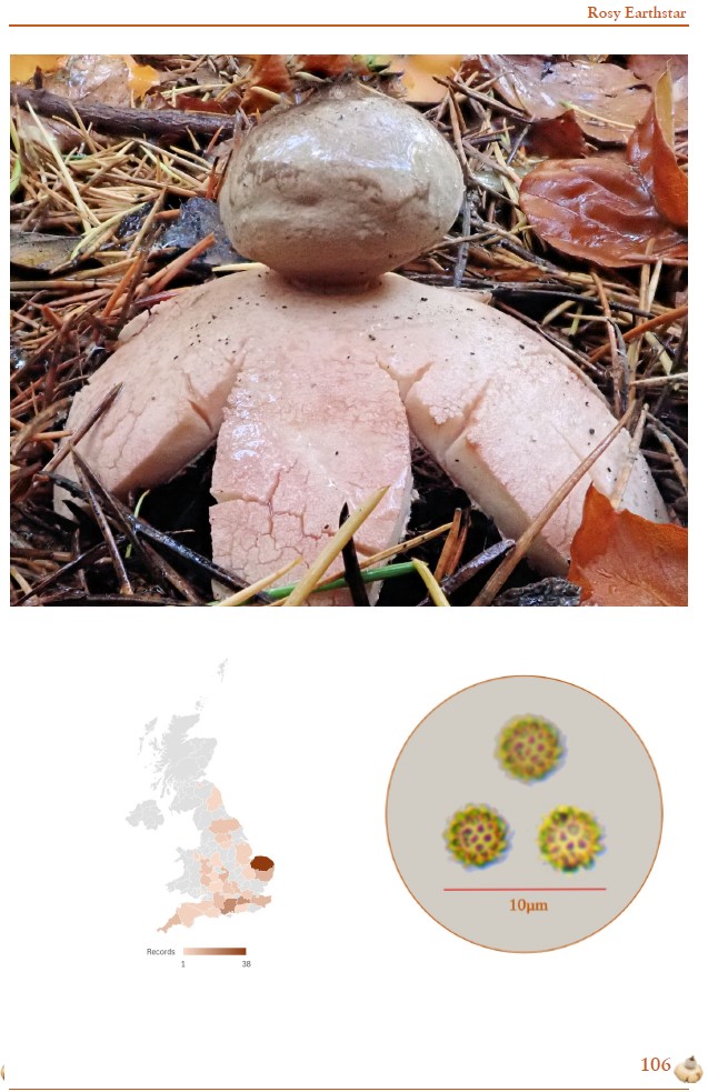 British Earthstars - Image 6