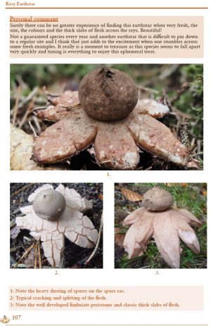 British Earthstars - Image 5