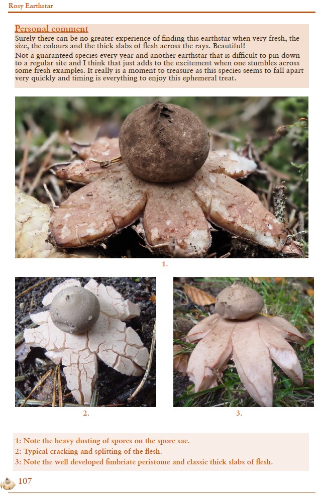 British Earthstars - Image 5