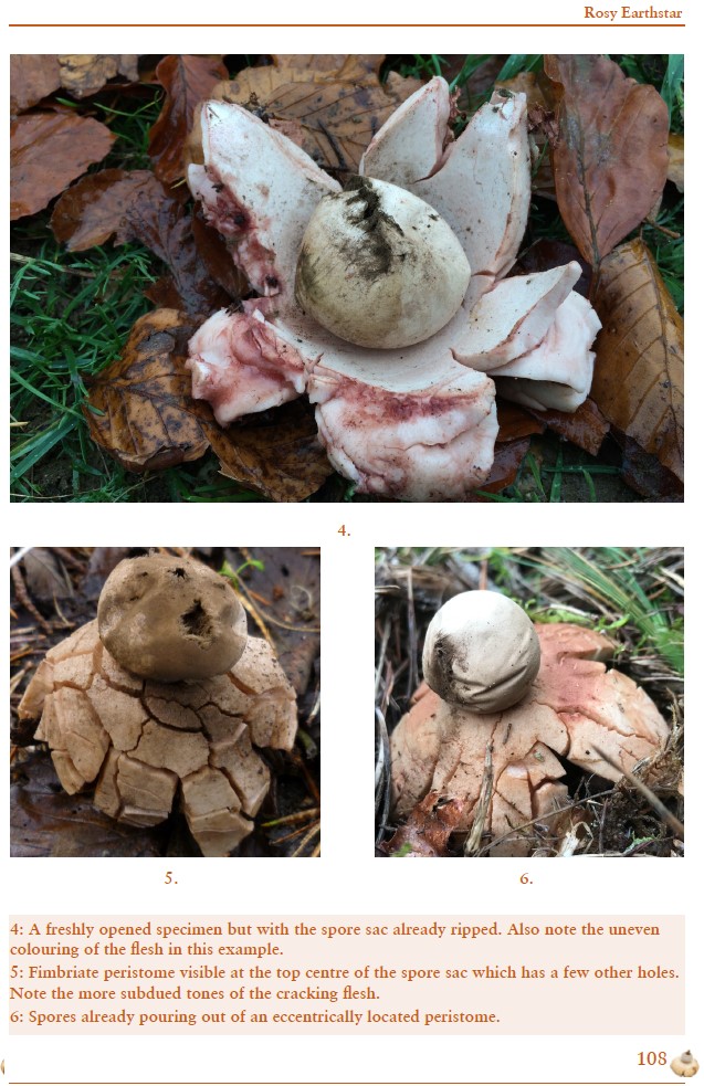 British Earthstars - Image 4