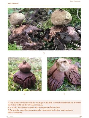 British Earthstars - Image 3