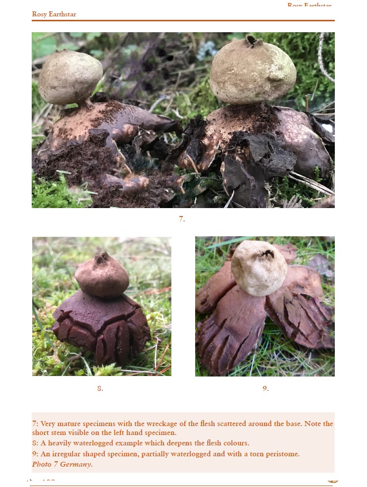 British Earthstars - Image 3
