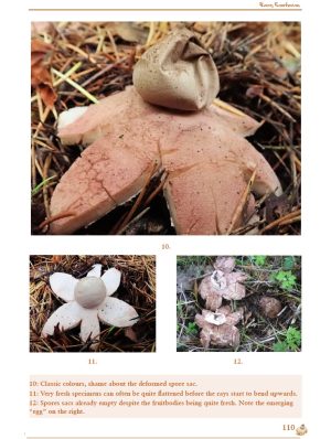British Earthstars - Image 2