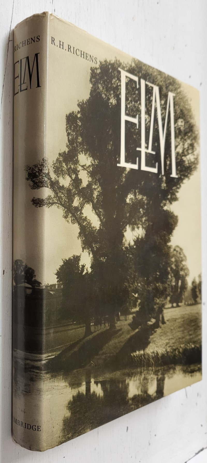 Elm