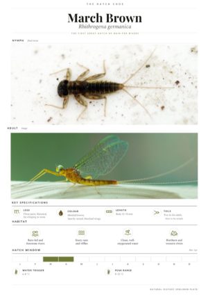 The Hatch Code: Trout Are Not Entomologists - Image 4