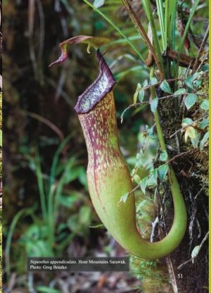 The Nepenthes of Borneo - Image 4