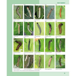 Caterpillars on Oaks in Central Europe / Chenilles des Chênes d'Europe Centrale - Image 7